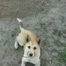 Подробнее об объявлении «Пропала собака Новосибирск» Фото: пропала собака  «Пропала собака Новосибирск» в г. Новосибирск