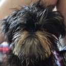 Подробнее об объявлении «Пропала собака кобель Магнитогорск» Фото: пропала собака Брюссельский гриффон «Пропала собака кобель Магнитогорск» в г. Магнитогорск