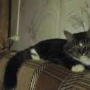 Подробнее об объявлении «Тверь Пропал кот» Фото: пропала кошка  «Тверь Пропал кот» в г. Тверь