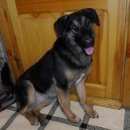 Подробнее об объявлении «Найдена собака Ульяновск» Фото: найдена собака  «Найдена собака Ульяновск» в г. Ульяновск