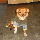 Подробнее об объявлении «Пропала собака Пермь» Фото: пропала собака  «Пропала собака Пермь» в г. Пермь