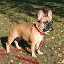 Подробнее об объявлении «Пропала собака кобель Нижний Новгород» Фото: пропала собака Французский бульдог «Пропала собака кобель Нижний Новгород» в г. Нижний Новгород