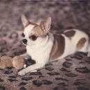 Подробнее об объявлении «Пропала собака кобель чихуахуа Электросталь» Фото: пропала собака Чихуахуа «Пропала собака кобель чихуахуа Электросталь» в г. Электросталь