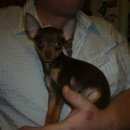 Подробнее об объявлении «Пропала собака кобель русский той-терьер. Санкт-Петербург» Фото: пропала собака Той-терьер «Пропала собака кобель русский той-терьер....» в г. Санкт-Петербург