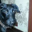 Подробнее об объявлении «Липецк Найдена собака кобель щенок мальчик» Фото: найдена собака  «Липецк Найдена собака кобель щенок мальчик» в г. Липецк
