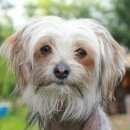 Подробнее об объявлении «Пропала собака китайская хохлатая Санкт-Петербург» Фото: пропала собака Китайская хохлатая собака «Пропала собака китайская хохлатая Санкт-Петербург» в г. Санкт-Петербург