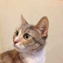 Подробнее об объявлении «Найдена кошка Москва» Фото: найдена кошка  «Найдена кошка Москва» в г. Москва