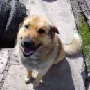 Подробнее об объявлении «Пропала собака кобель Березовский (Свердловская обл.)» Фото: пропала собака Среднеазиатская овчарка «Пропала собака кобель Березовский (Свердловская...» в г. Березовский (Свердловская обл.)