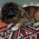 Подробнее об объявлении «Пропала собака кобель пекинес мальчик Самара» Фото: пропала собака Пекинес «Пропала собака кобель пекинес мальчик Самара» в г. Самара