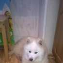 Подробнее об объявлении «Подольск Пропала собака» Фото: пропала собака Самоедская лайка «Подольск Пропала собака» в г. Подольск