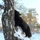 Подробнее об объявлении «Челябинск Пропало домашнее животное домашний черный лис» Фото: пропало другое животное  «Челябинск Пропало домашнее животное домашний...» в г. Челябинск