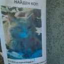 Подробнее об объявлении «Самара Найден кот» Фото: найдена кошка Мейн-кун «Самара Найден кот» в г. Самара