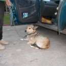 Подробнее об объявлении «Пропала собака Назарово» Фото: пропала собака  «Пропала собака Назарово» в г. Назарово