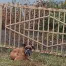 Подробнее об объявлении «Базарный Карабулак Найдена собака» Фото: найдена собака  «Базарный Карабулак Найдена собака» в г. Базарный Карабулак