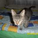 Подробнее об объявлении «Найдена кошка Санкт-Петербург» Фото: найдена кошка  «Найдена кошка Санкт-Петербург» в г. Санкт-Петербург