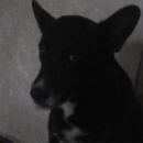 Подробнее об объявлении «Санкт-Петербург Пропала собака кобель» Фото: пропала собака  «Санкт-Петербург Пропала собака кобель» в г. Санкт-Петербург