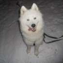 Подробнее об объявлении «Пропала собака Самара» Фото: пропала собака  «Пропала собака Самара» в г. Самара