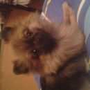 Подробнее об объявлении «Пропала собака Ульяновск» Фото: пропала собака Померанский шпиц «Пропала собака Ульяновск» в г. Ульяновск