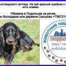 Подробнее об объявлении «Подольск Пропала собака» Фото: пропала собака Шотландский сеттер (гордон) «Подольск Пропала собака» в г. Подольск