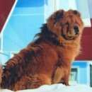 Подробнее об объявлении «Пропала собака Пермь» Фото: пропала собака Чау-чау «Пропала собака Пермь» в г. Пермь