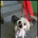 Подробнее об объявлении «Найдена собака кобель китайская хохлатая светлый мальчик Электросталь» Фото: найдена собака Китайская хохлатая собака «Найдена собака кобель китайская хохлатая...» в г. Электросталь