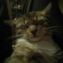 Подробнее об объявлении «Мытищи Пропал кот» Фото: пропала кошка  «Мытищи Пропал кот» в г. Мытищи