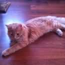 Подробнее об объявлении «Пропал кот Можайск» Фото: пропала кошка Мейн-кун «Пропал кот Можайск» в г. Можайск