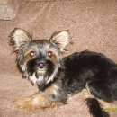 Подробнее об объявлении «Воронеж Найдена собака кобель» Фото: найдена собака Йоркширский терьер «Воронеж Найдена собака кобель» в г. Воронеж