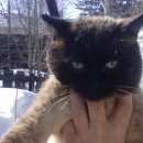 Подробнее об объявлении «Найден кот Ханты-Мансийск» Фото: найдена кошка  «Найден кот Ханты-Мансийск» в г. Ханты-Мансийск