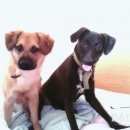 Подробнее об объявлении «Пропала собака кобель помогите найти друга Борисоглебск» Фото: пропала собака  «Пропала собака кобель помогите найти друга...» в г. Борисоглебск