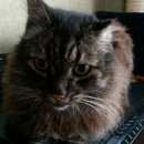 Подробнее об объявлении «Найдена кошка Москва» Фото: найдена кошка  «Найдена кошка Москва» в г. Москва
