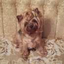 Подробнее об объявлении «Подольск Пропала собака» Фото: пропала собака Йоркширский терьер «Подольск Пропала собака» в г. Подольск