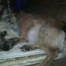 Подробнее об объявлении «Красноярск Найдена собака» Фото: найдена собака  «Красноярск Найдена собака» в г. Красноярск