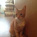 Подробнее об объявлении «Найдена кошка Санкт-Петербург» Фото: найдена кошка  «Найдена кошка Санкт-Петербург» в г. Санкт-Петербург