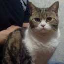 Подробнее об объявлении «Воронеж Пропал кот» Фото: пропала кошка  «Воронеж Пропал кот» в г. Воронеж