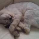 Подробнее об объявлении «Геленджик Пропала кошка в городе на ул вишневая д 20» Фото: пропала кошка  «Геленджик Пропала кошка в городе на ул вишневая...» в г. Геленджик