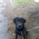 Подробнее об объявлении «Пропала собака кобель щенок лабрадора Симферополь» Фото: пропала собака Лабрадор ретривер «Пропала собака кобель щенок лабрадора Симферополь» в г. Симферополь