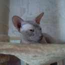 Подробнее об объявлении «Пропал кот Великий Новгород (Новгород)» Фото: пропала кошка Сфинкс «Пропал кот Великий Новгород (Новгород)» в г. Великий Новгород (Новгород)