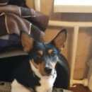 Подробнее об объявлении «Пропала собака кобель Санкт-Петербург» Фото: пропала собака Джек рассел терьер «Пропала собака кобель Санкт-Петербург» в г. Санкт-Петербург