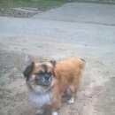 Подробнее об объявлении «Найдена собака Орехово-Зуево» Фото: найдена собака  «Найдена собака Орехово-Зуево» в г. Орехово-Зуево