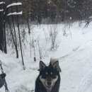 Подробнее об объявлении «Пропала собака кобель убежал пёс  Новокузнецк» Фото: пропала собака  «Пропала собака кобель убежал пёс  Новокузнецк» в г. Новокузнецк