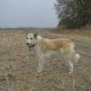 Подробнее об объявлении «Аксай (Ростовская обл.) Найдена собака кобель» Фото: найдена собака Западно-сибирская лайка «Аксай (Ростовская обл.) Найдена собака кобель» в г. Аксай (Ростовская обл.)