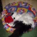 Подробнее об объявлении «Найдена кошка Ханты-Мансийск» Фото: найдена кошка  «Найдена кошка Ханты-Мансийск» в г. Ханты-Мансийск