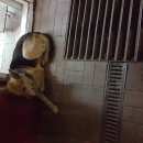 Подробнее об объявлении «Москва Найдена собака» Фото: найдена собака  «Москва Найдена собака» в г. Москва