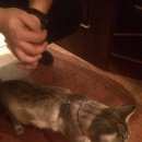 Подробнее об объявлении «Найден кот Реутов» Фото: найдена кошка  «Найден кот Реутов» в г. Реутов