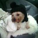 Подробнее об объявлении «Пропала собака кобель Новосибирск» Фото: пропала собака Йоркширский терьер «Пропала собака кобель Новосибирск» в г. Новосибирск