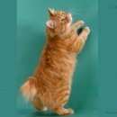 Подробнее об объявлении «Пропал кот Оренбург» Фото: пропала кошка  «Пропал кот Оренбург» в г. Оренбург