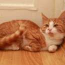 Подробнее об объявлении «Тверь Пропал кот» Фото: пропала кошка  «Тверь Пропал кот» в г. Тверь