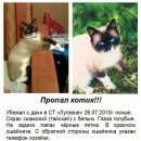 Подробнее об объявлении «Ульяновск Пропал кот» Фото: пропала кошка Бурма «Ульяновск Пропал кот» в г. Ульяновск