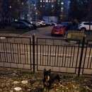 Подробнее об объявлении «Москва Найдена собака» Фото: найдена собака  «Москва Найдена собака» в г. Москва